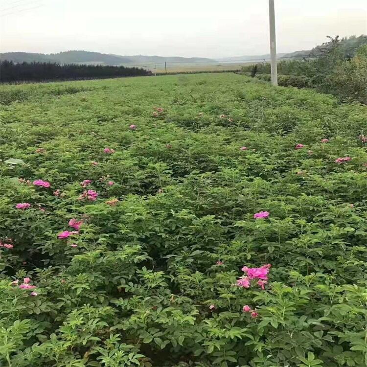 遼寧四季玫瑰基地 四季玫瑰小苗 四季玫瑰杯苗耐寒綠化綠籬苗