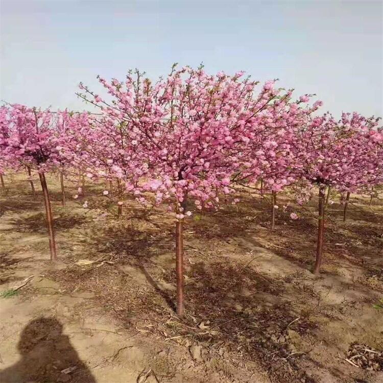 獨(dú)桿榆葉梅 紅葉京梅樹 綠葉榆葉梅球 遼寧圃地直銷