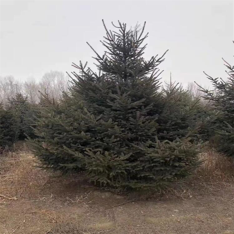|ɼ ɼ tƤɼ ԵֱN
