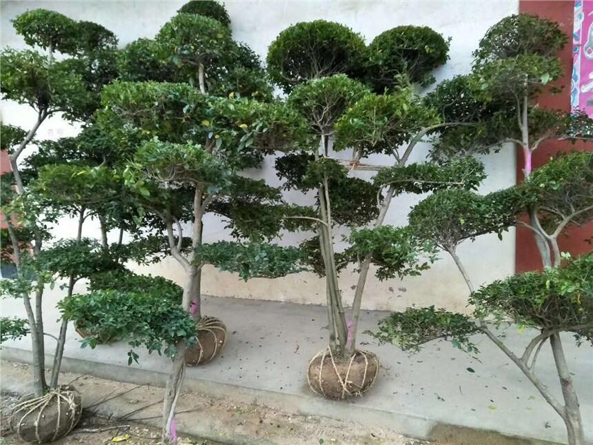 河南小葉女貞造型樹，潢川造型樹價(jià)格，河南造型樹苗圃基地，哪里有造型樹賣