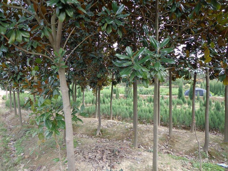 河南廣玉蘭價格，潢川廣玉蘭樹基地，河南廣玉蘭樹基地，潢川廣玉蘭價格，廣玉蘭種植苗圃
