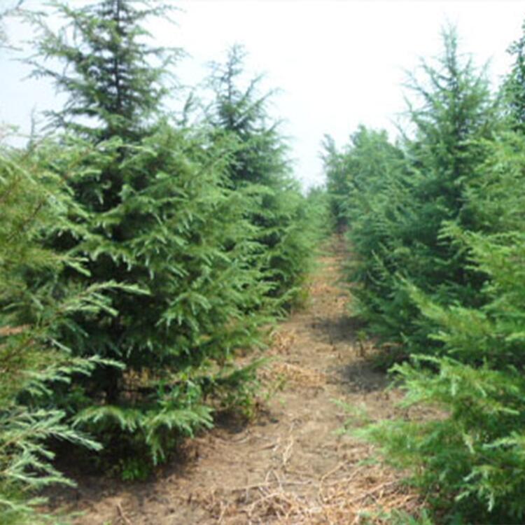 雪松種植基地批發(fā) 河南雪松價格 1到8米
