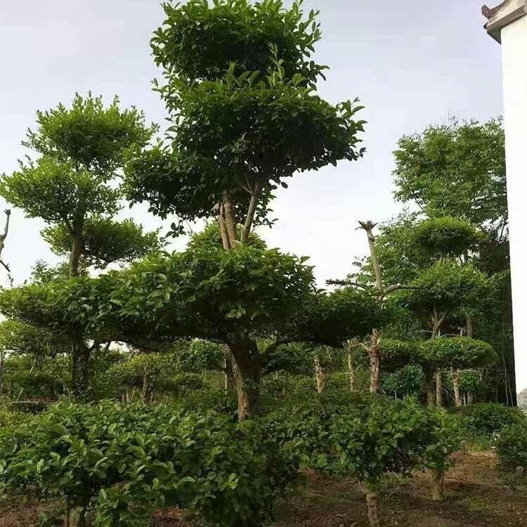 精品小葉女貞造型樹(shù) 造型樹(shù)基地 別墅綠化造型小葉女貞