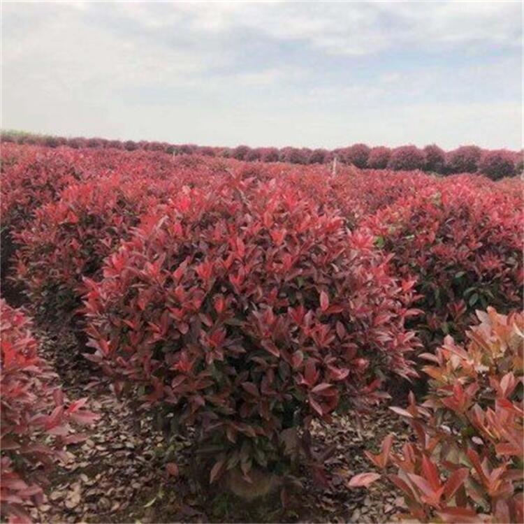 批發(fā)紅葉石楠球 優(yōu)質紅葉石楠 庭院綠化 量大優(yōu)惠