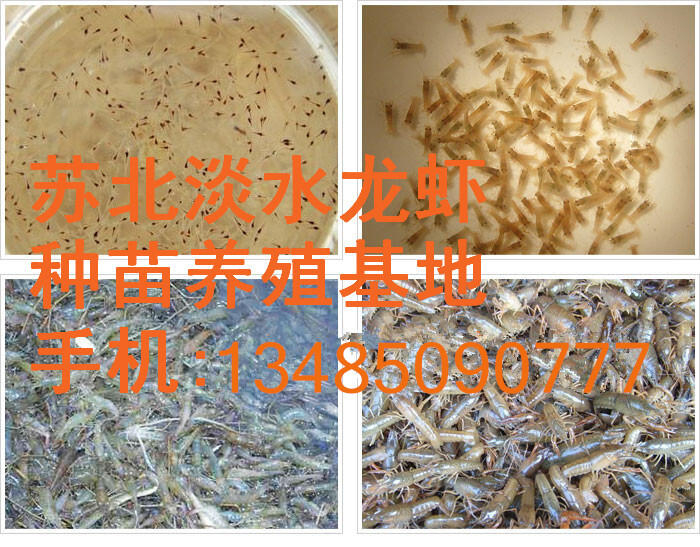 夏季小龍蝦苗價(jià)格 夏季小龍蝦苗批發(fā) 廠家小龍蝦種苗直銷