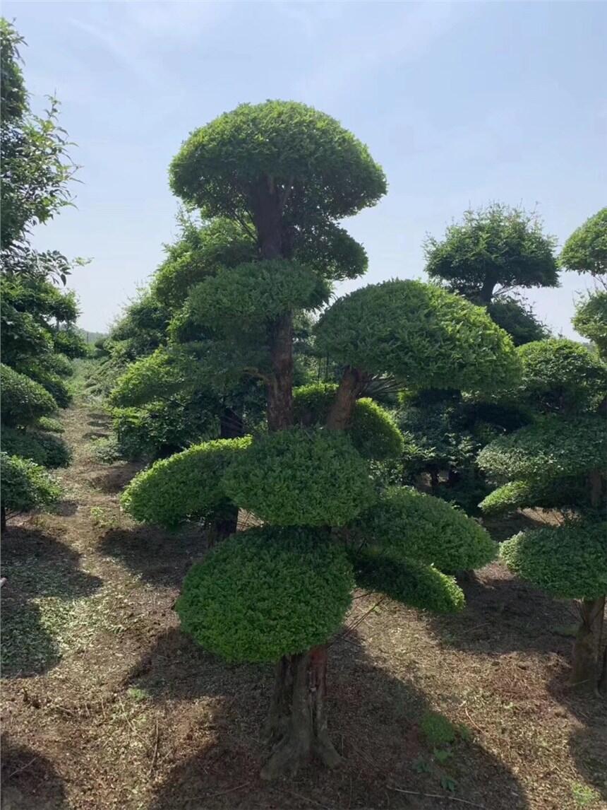 湖北對(duì)節(jié)白蠟