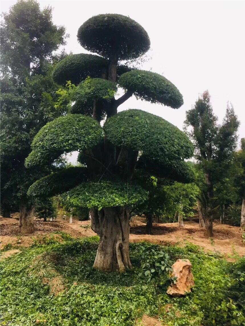 京山對節(jié)白蠟