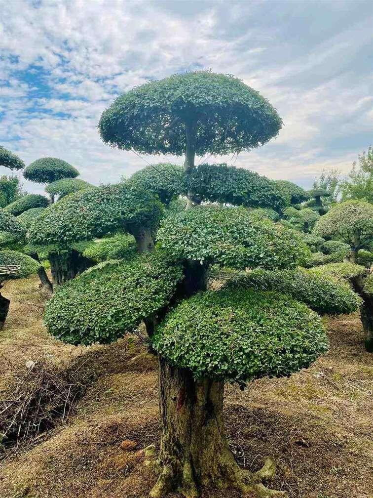 湖北荊門(mén)對(duì)節(jié)白蠟