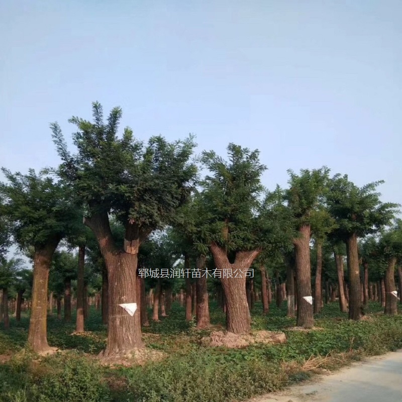 30公分國(guó)槐綠化苗木 潤(rùn)軒苗木供應(yīng)大規(guī)格國(guó)槐