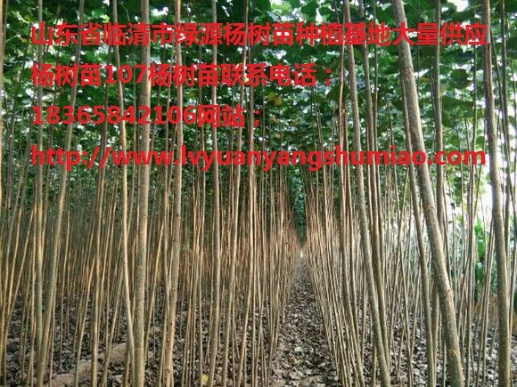 楊樹(shù)苗山東楊樹(shù)苗