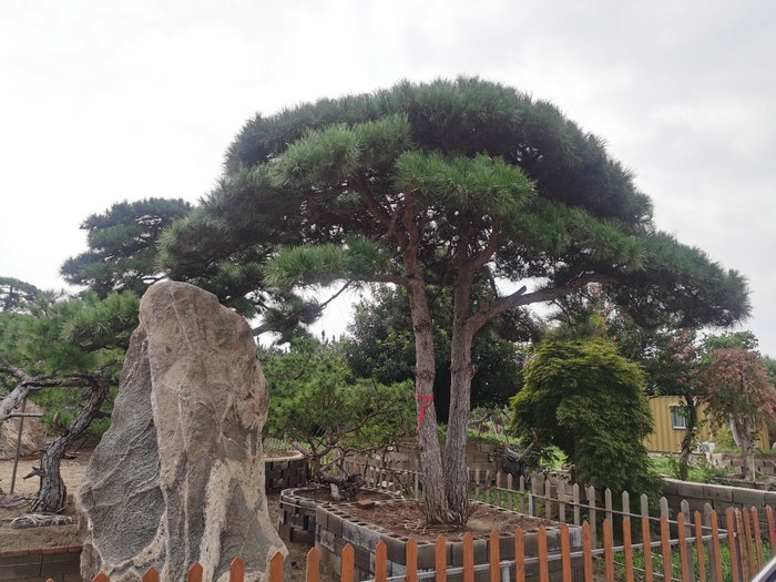 山東泰安造型松,山東泰安迎客松,山東泰安黑松,山東泰安油松