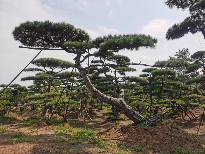泰安3米造型黑松,泰安4米造型黑松,泰安5米造型黑松