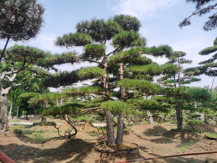 泰安2米3米4米5米6米造型松價(jià)格