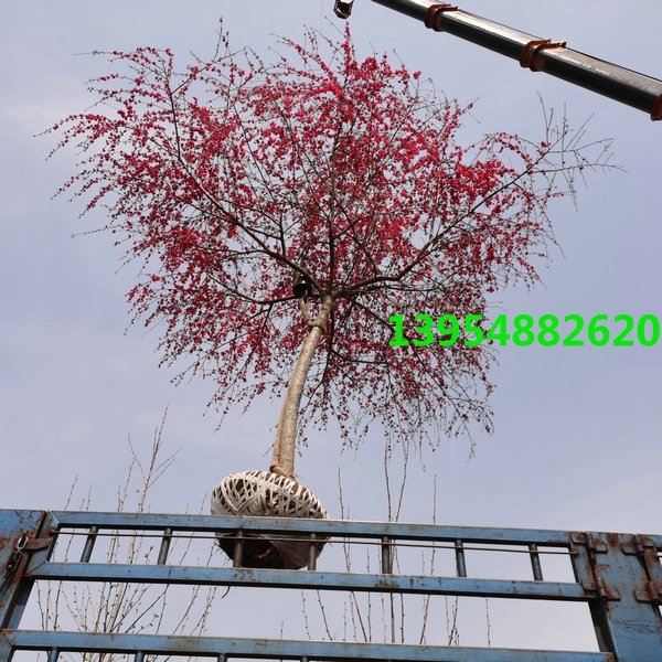 山東紅葉碧桃,山東菊花碧桃,山東龍柱碧桃,山東垂枝碧桃