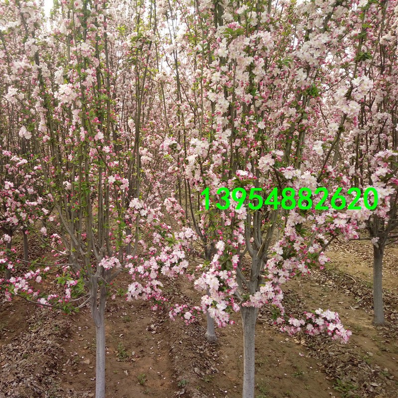 12公分西府海棠,13公分西府海棠,14公分西府海棠,15公分西府海棠