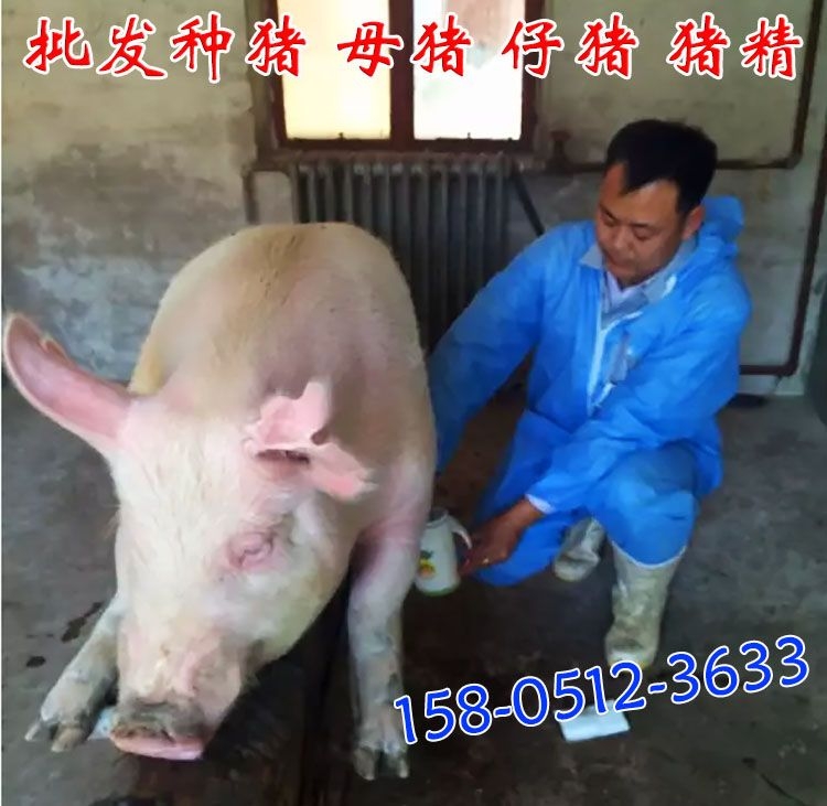 豬精哪里有出售賣？