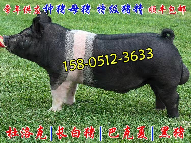 漢普夏豬精子哪里有出售賣