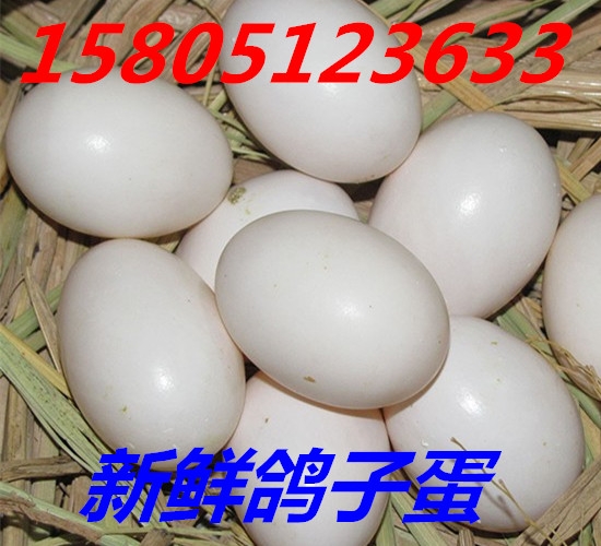鴿子蛋哪里便宜 哪里出售賣鴿子蛋