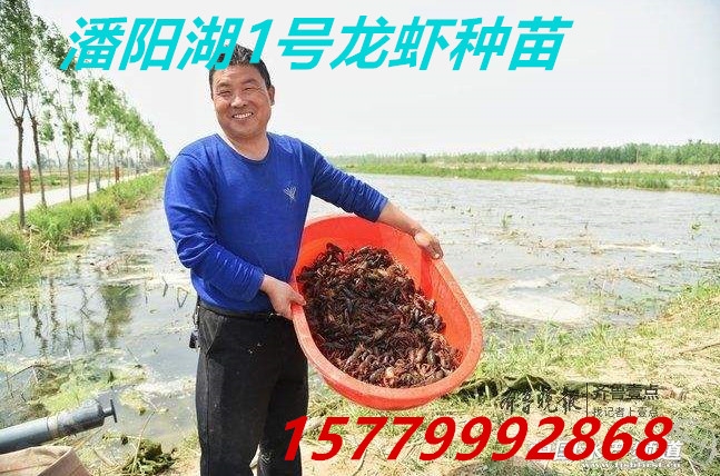 【鷹潭哪里賣出售龍蝦苗價格便宜】
