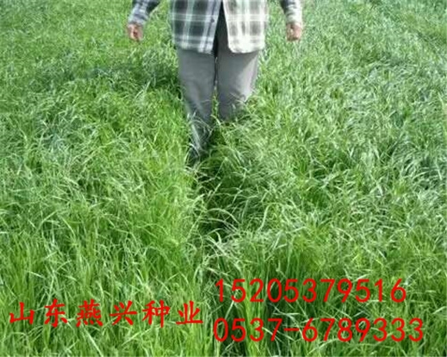 重慶市渝中區(qū)學(xué)校綠化草坪種子都有哪些