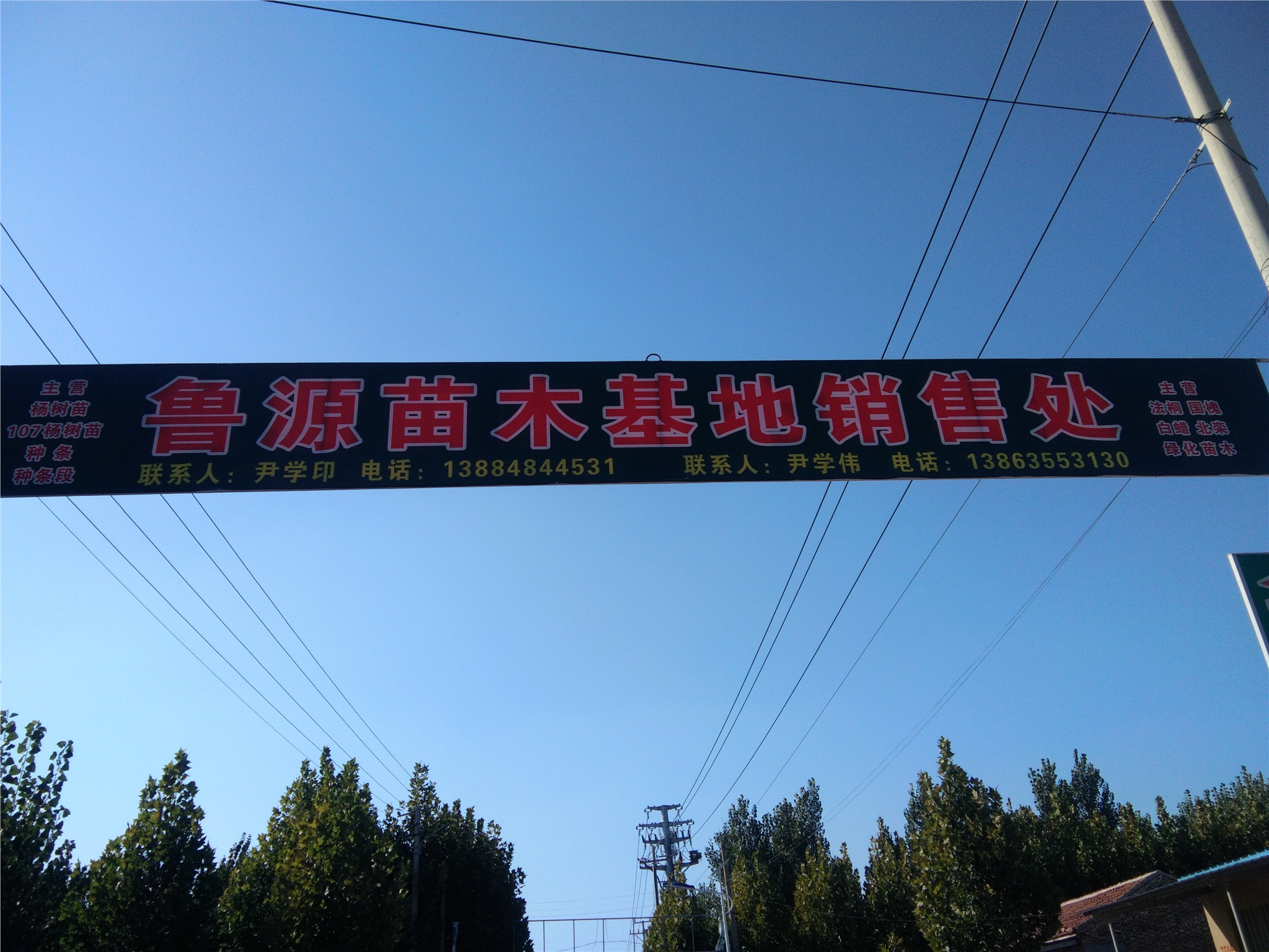 湖南楊樹苗；白楊苗；107楊樹苗多少錢一棵