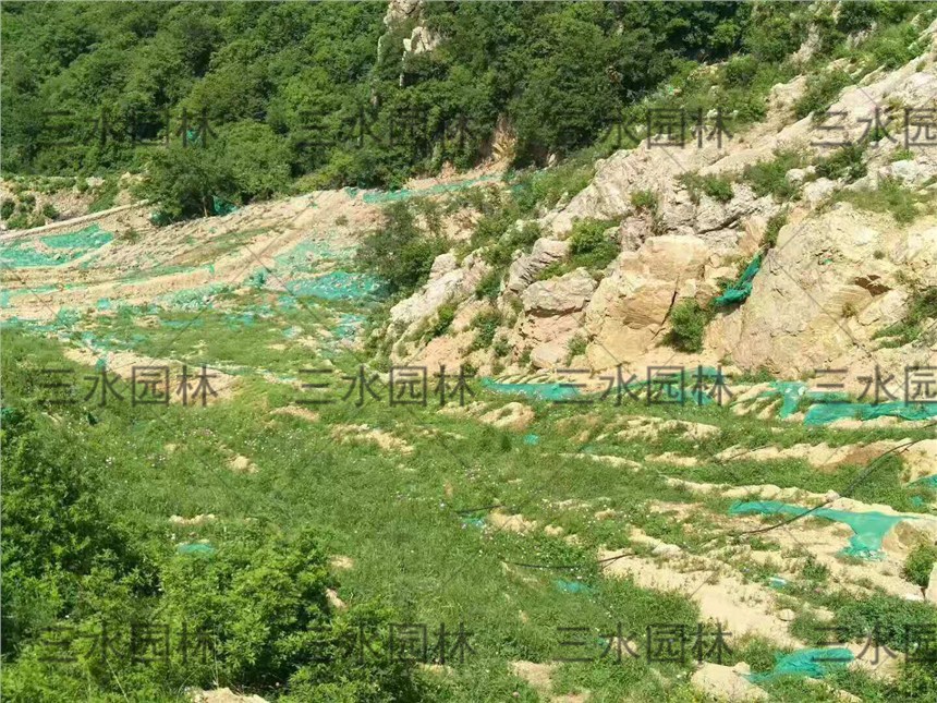 吉林廢棄礦山修復綠化植草草籽種類