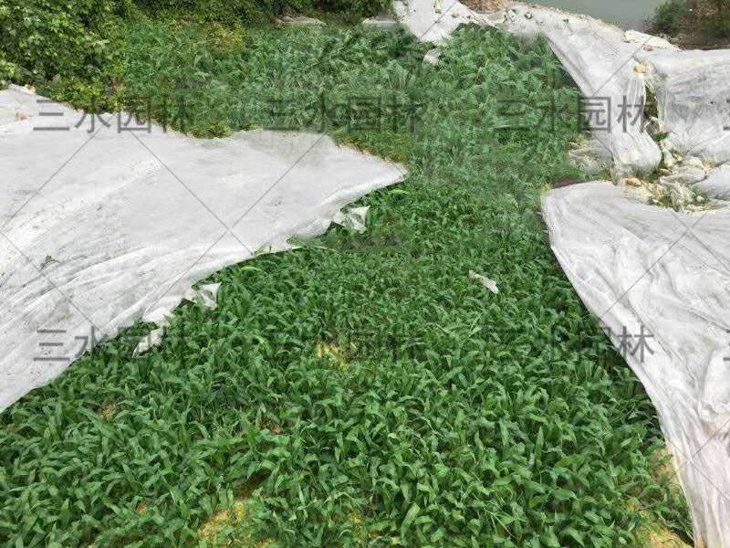 臨夏銀川護(hù)坡草籽一斤能?chē)姸嗌倨椒? title=