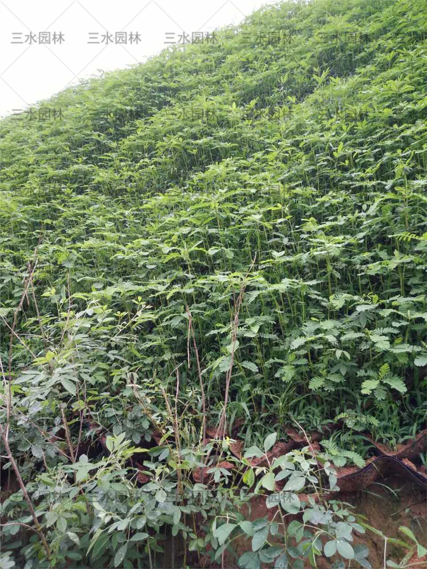 西安礦山復(fù)綠灌草混栽效果好嗎