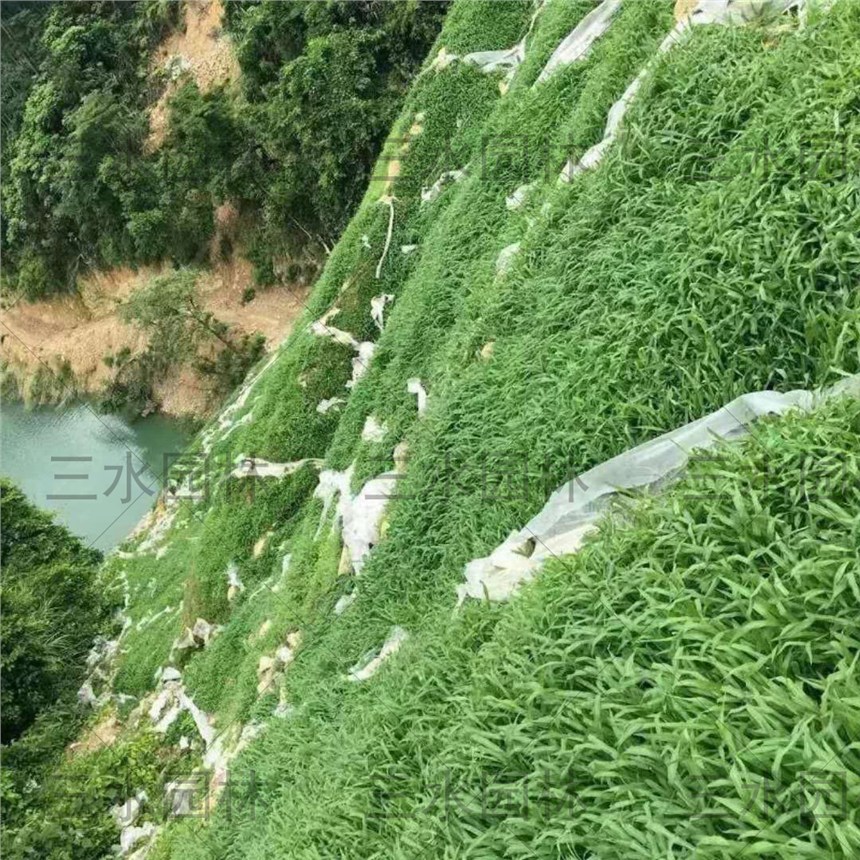 西安魚塘固土護坡種什么草籽