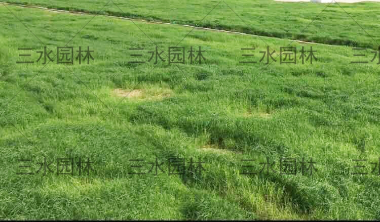臨夏銀川附近哪里有賣草籽的地方