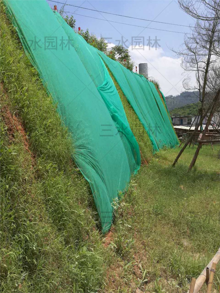 四季常綠的草坪草籽銀川哪里有賣