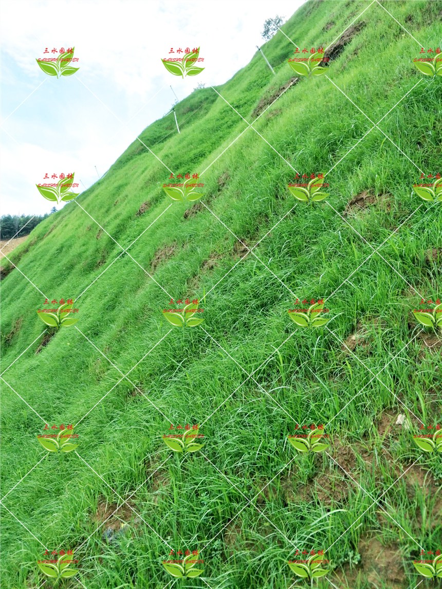 西安礦山復(fù)綠效果適合種植什么植物？