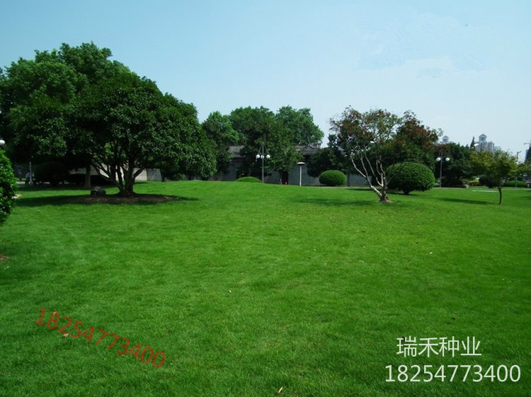 高速公路邊坡綠化草種生長快的
