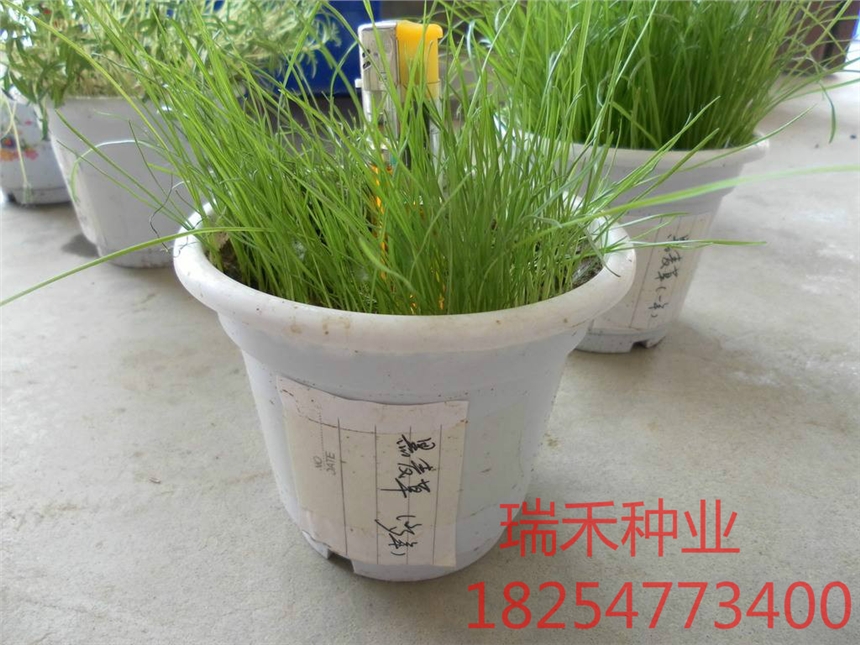 草坪種子草坪種子多少錢一斤四季常綠