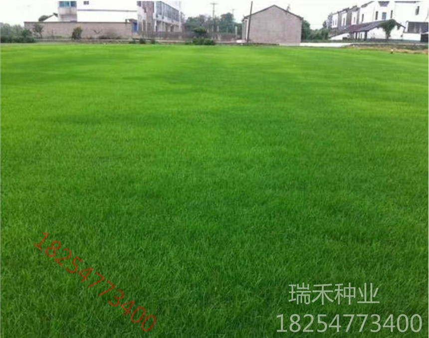 陽光房內(nèi)可以種草坪種子嗎高茅