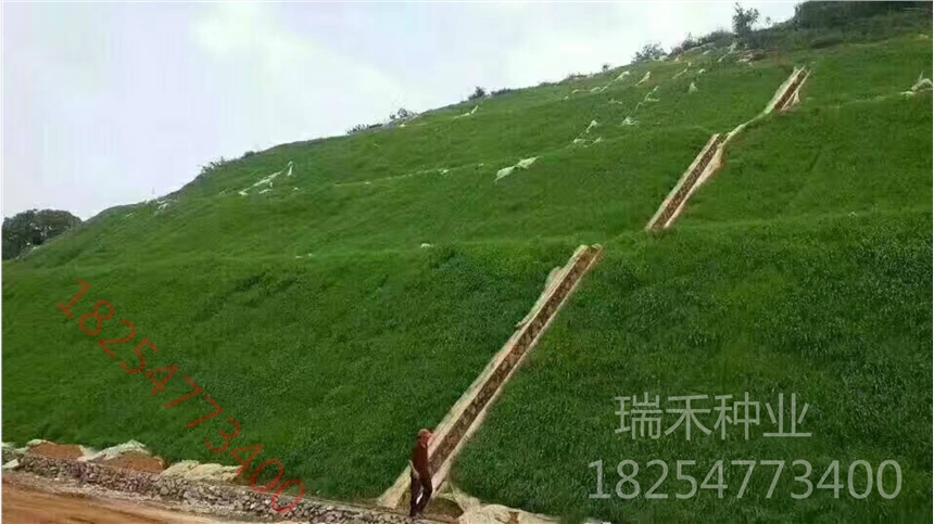 哪里有草籽種子那種好