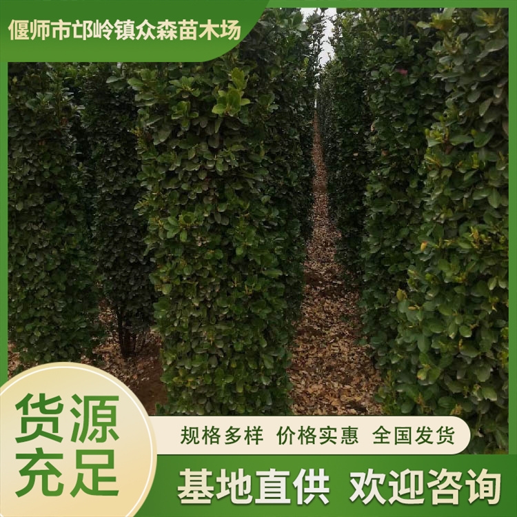 河南直銷大葉黃楊柱高1-2米 大葉黃楊柱