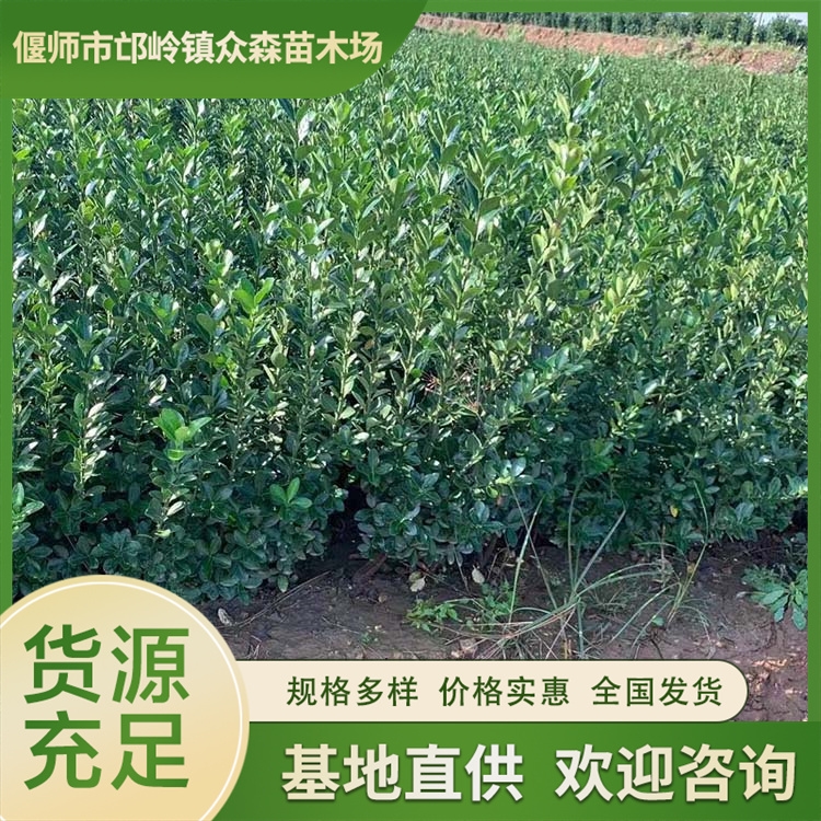 大葉黃楊苗批發(fā) 40高度大葉黃楊價格 綠籬工程苗