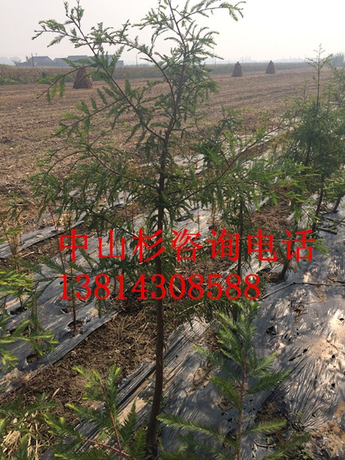 9公分中山杉 10公分中山杉 11公分中山杉