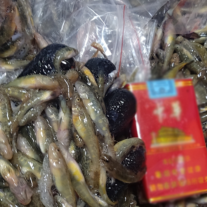 大量收購各種河魚河蝦 山根魚 山坑魚 小黃魚，豪根魚 蝦虎魚