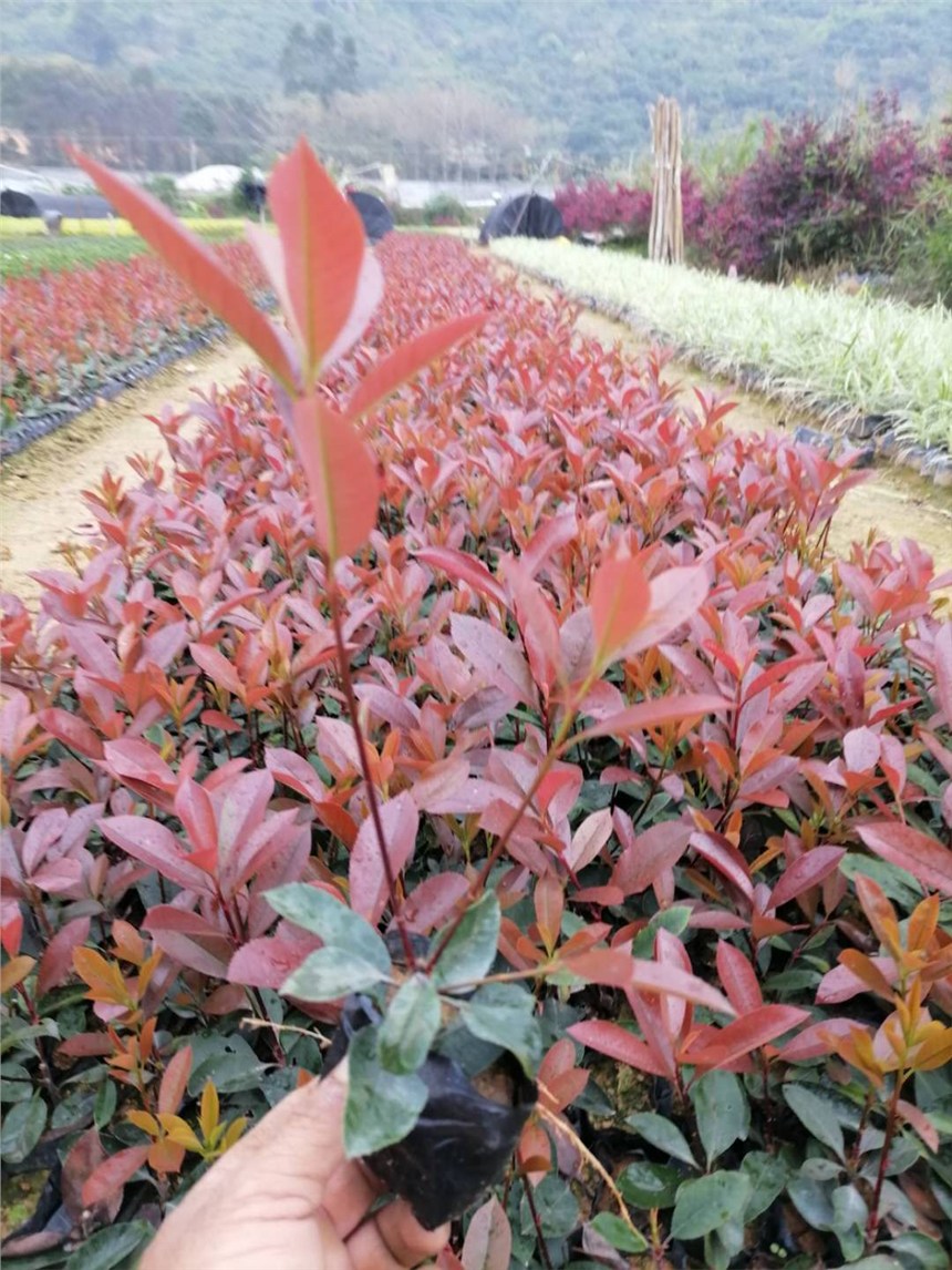 紅葉石楠價(jià)優(yōu)質(zhì)優(yōu)，福建貨源充足