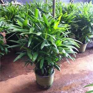農(nóng)戶種植的棕竹，規(guī)格全價更低