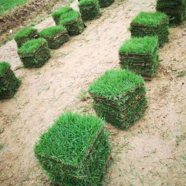 蘭引三號草坪小區(qū)綠化耐旱耐踐踏足球運動場常用真草皮帶泥土護坡固土草塊草卷基地直發(fā)