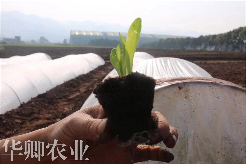 酉陽花卉營養(yǎng)土價格
