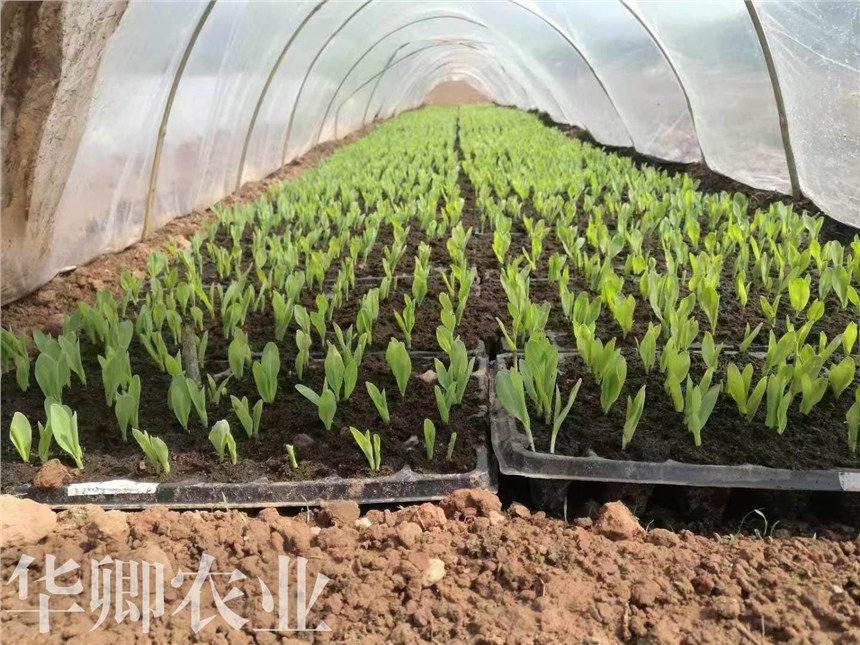 銅梁種花土批發(fā)