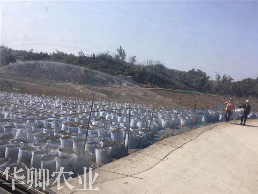 北碚區(qū)養(yǎng)花土廠家