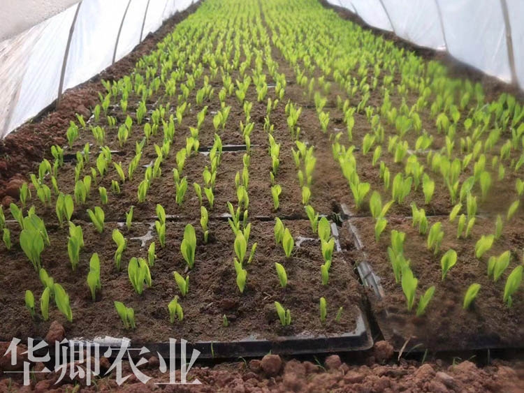 城口花卉土壤批發(fā)