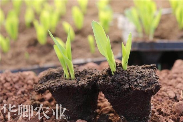 土資訊=榮昌輕質(zhì)土哪里能買