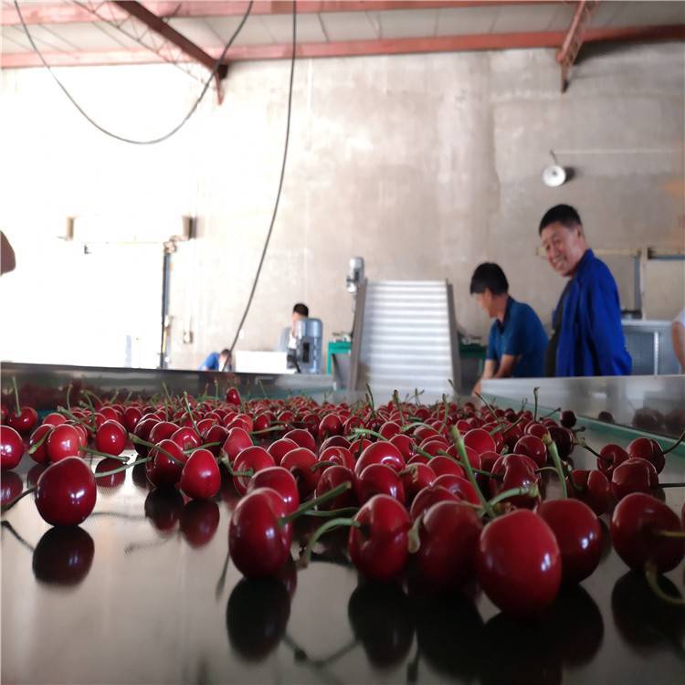 紅艷櫻桃分選機櫻桃產(chǎn)后處理設備水果預冷分選機適用于多種水果