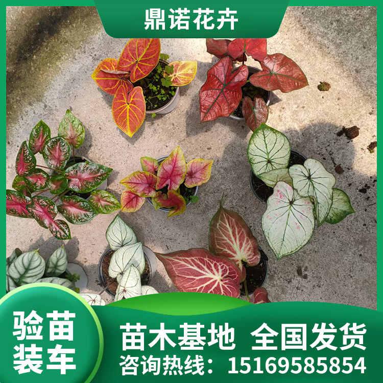 ɏm(yng)^(qing)mìF(xin)ڳ۶Z